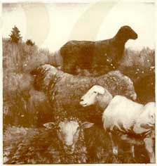 oldtimesheep.jpeg (8739 bytes)